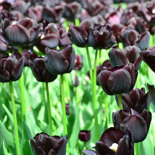 Tulip Bulbs - Queen of Night